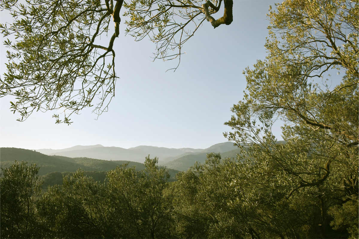 Healing Herbs of Mount Ida and Natural Ways to Detox in Assos